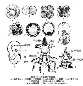 後口動物