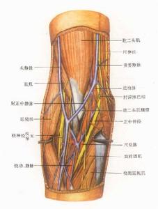 臂叢神經痛