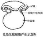 原始性細胞產生示意圖