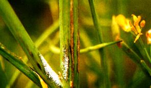 油菜霜霉病