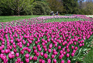 費城長木花園