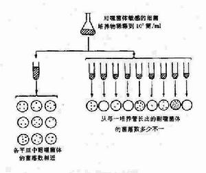 紫外線敏感突變型