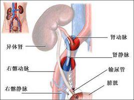 轉換治療