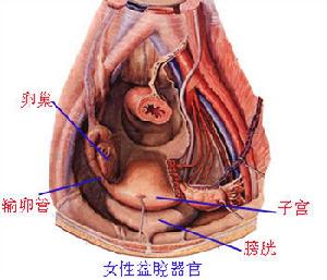 婦科病