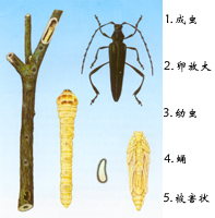 光盾綠天牛