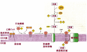 光面內質網