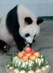 合肥野生動物園