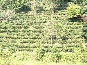 茶園新村種植業