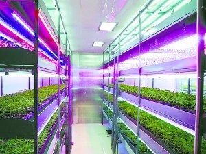 中國內首例以智慧型控制為核心的植物工廠研發成功