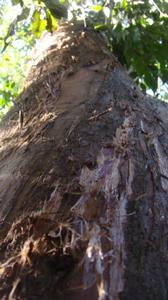 珍貴樹種—松潭紅豆杉