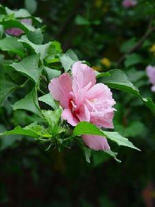 扶桑花、木槿花