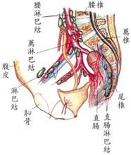 乳糜池