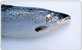 挪威三文魚
