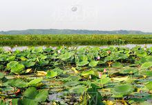 龍感湖