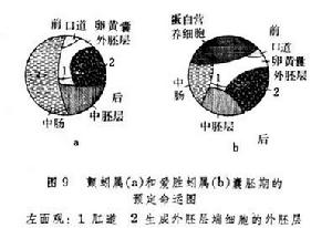 胚胎預定命運圖