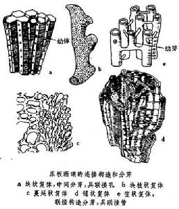 床板珊瑚