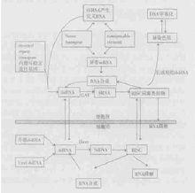 轉錄後基因沉默