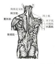 上半身肌肉群