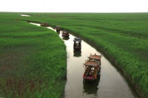 葦海濕地景區 葦海濕地景區