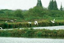 江蘇震澤省級濕地公園