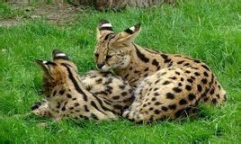 Savannah cat