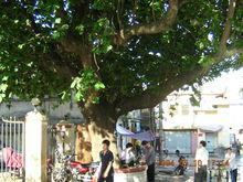 湛江最大的枇杷樹，位於霞山區東堤路口