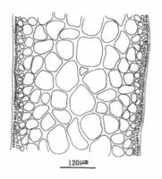 西沙腹根藻的藻體縱切面