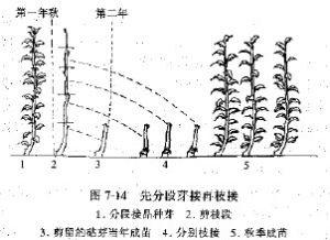 中間砧