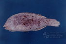 鱗斑豬齒魚