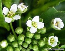 菥蓂[罌粟目十字花科植物]