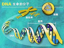 個人DNA測試服務