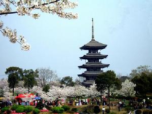 東湖櫻花園