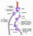 瑪瑙銀杏