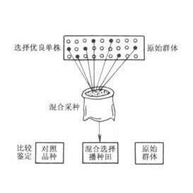 單株選擇法