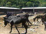 山東萬事成牧業肉牛養殖基地