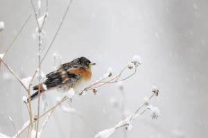 雪鳥計畫