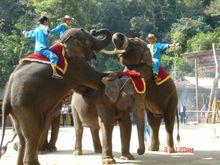野象谷大象表演