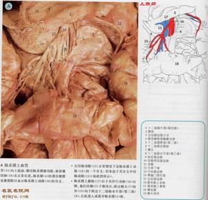 慢性腸系膜血管供血不足