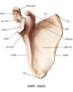 肩胛骨