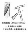 紅厚殼盤多毛孢