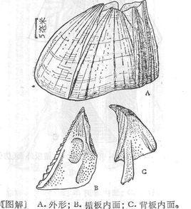 真高峰藤壺