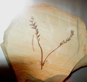 遼寧古果化石