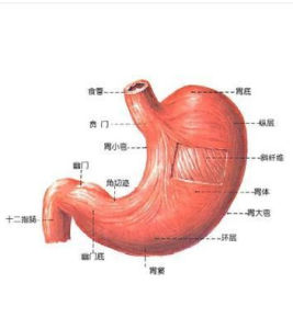 膽汁反流性胃炎