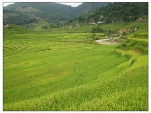 扁練自然村水稻種植業