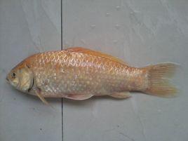 紅黃鯽魚