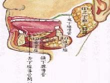 腺淋巴瘤