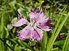 Dianthus.jpg