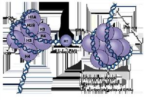組蛋白八聚體