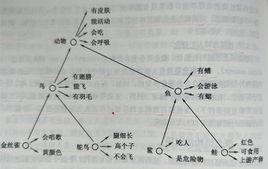 層次網路模型