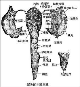 男性不育症